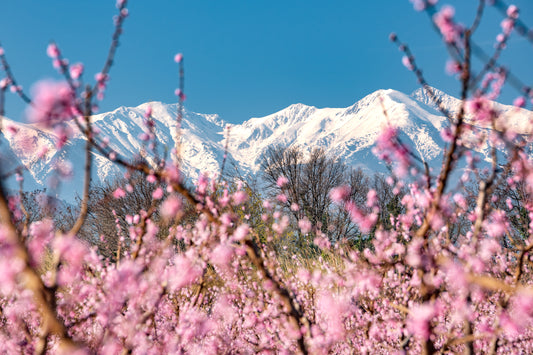 Pêchers en Fleurs