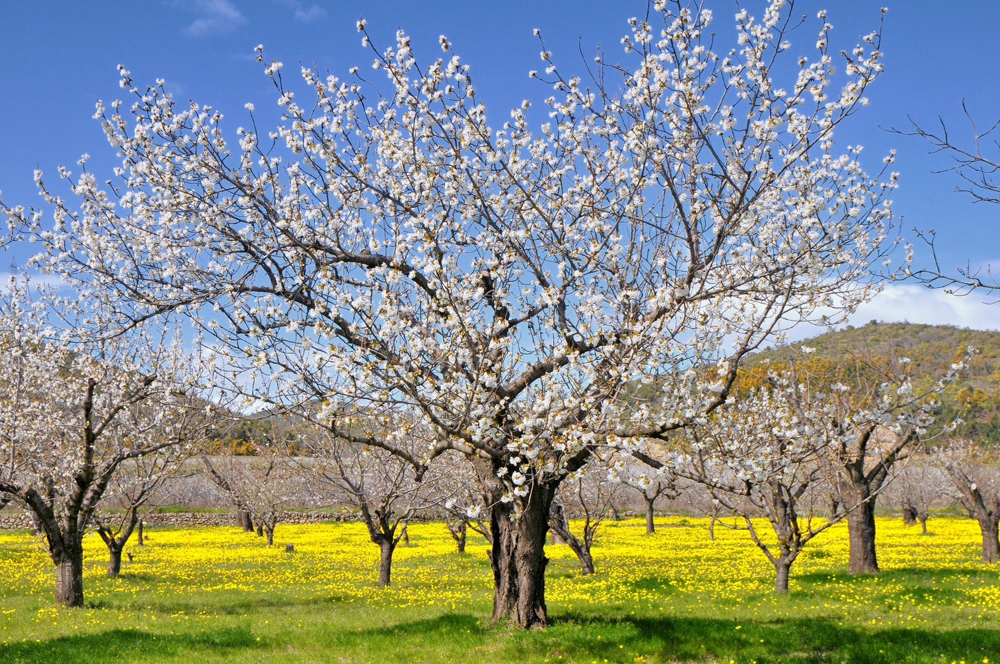 Cerisier en fleurs